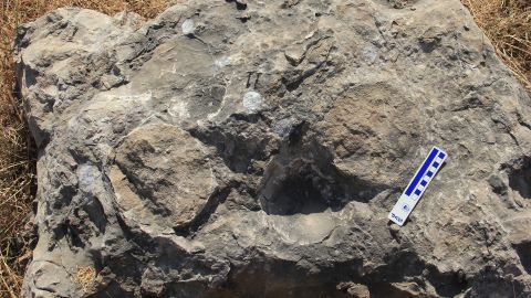 The titanosaur eggs measured 6 inches to 7 inches in diameter.   Rare egg fossils reveal dinosaurs weren&#8217;t doting parents 230117111109 05 dinosaurs nest eggs india discovery