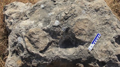 The titanosaur eggs measured 6 inches to 7 inches in diameter.