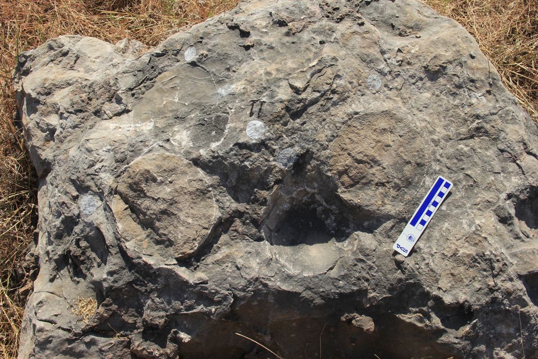 The titanosaur eggs measured 6 inches to 7 inches in diameter. 