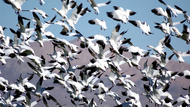 New strain of bird flu kills hundreds of snow geese in Colorado – CNN