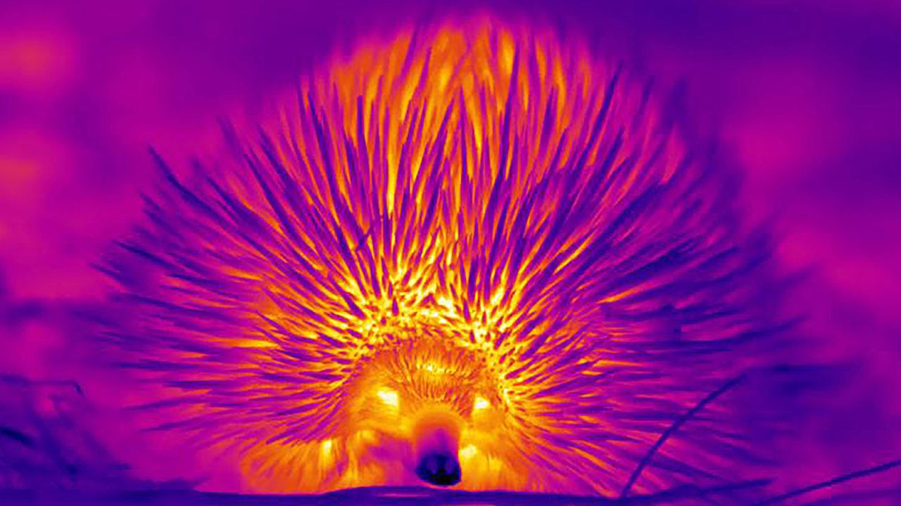 Thermal images helped researchers determine how echidnas shed heat.