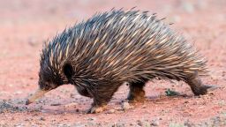 Short-beaked Echidna Tachyglossus aculeatus. (Photo by: Avalon/Universal Images Group via Getty Images)