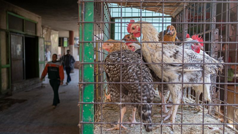 Why Egypt is asking its people to eat chicken feet | CNN Business