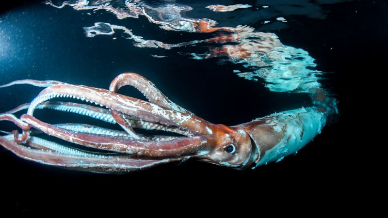 Watch: Rare giant squid off the coast of Japan shown in diver’s video | CNN