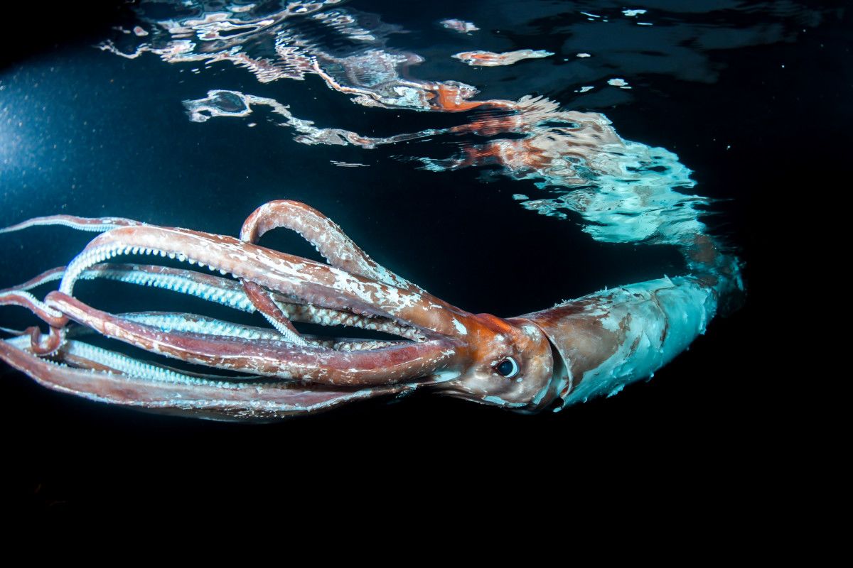 Watch: Rare giant squid off the coast of Japan shown in diver's video | CNN