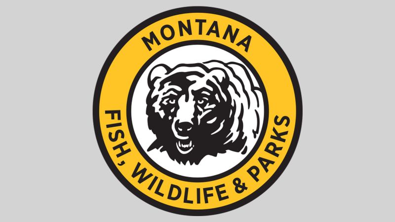 Urzędnicy twierdzą, że niedźwiedzie grizzly uzyskały pozytywny wynik testu na ptasią grypę w Montanie