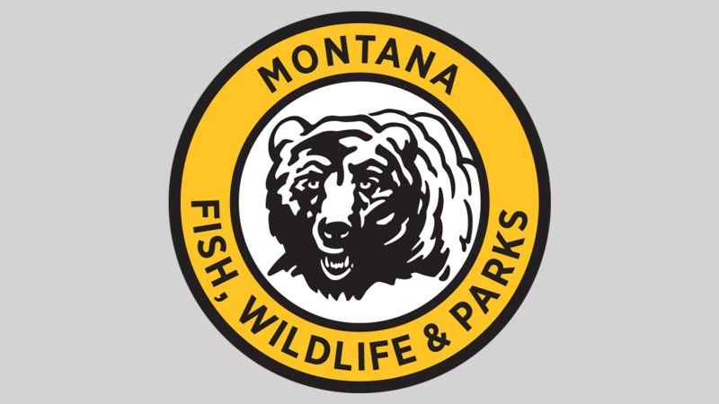 Beamte sagen, dass Grizzlybären in Montana positiv auf die Vogelgrippe getestet wurden