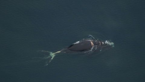 Scientists spotted North Atlantic right whale No. 4904 off the coast of North Carolina during an aerial survey January 8.  North Atlantic right whale &#8216;likely to die,&#8217; NOAA says 230118161207 right whale 4904