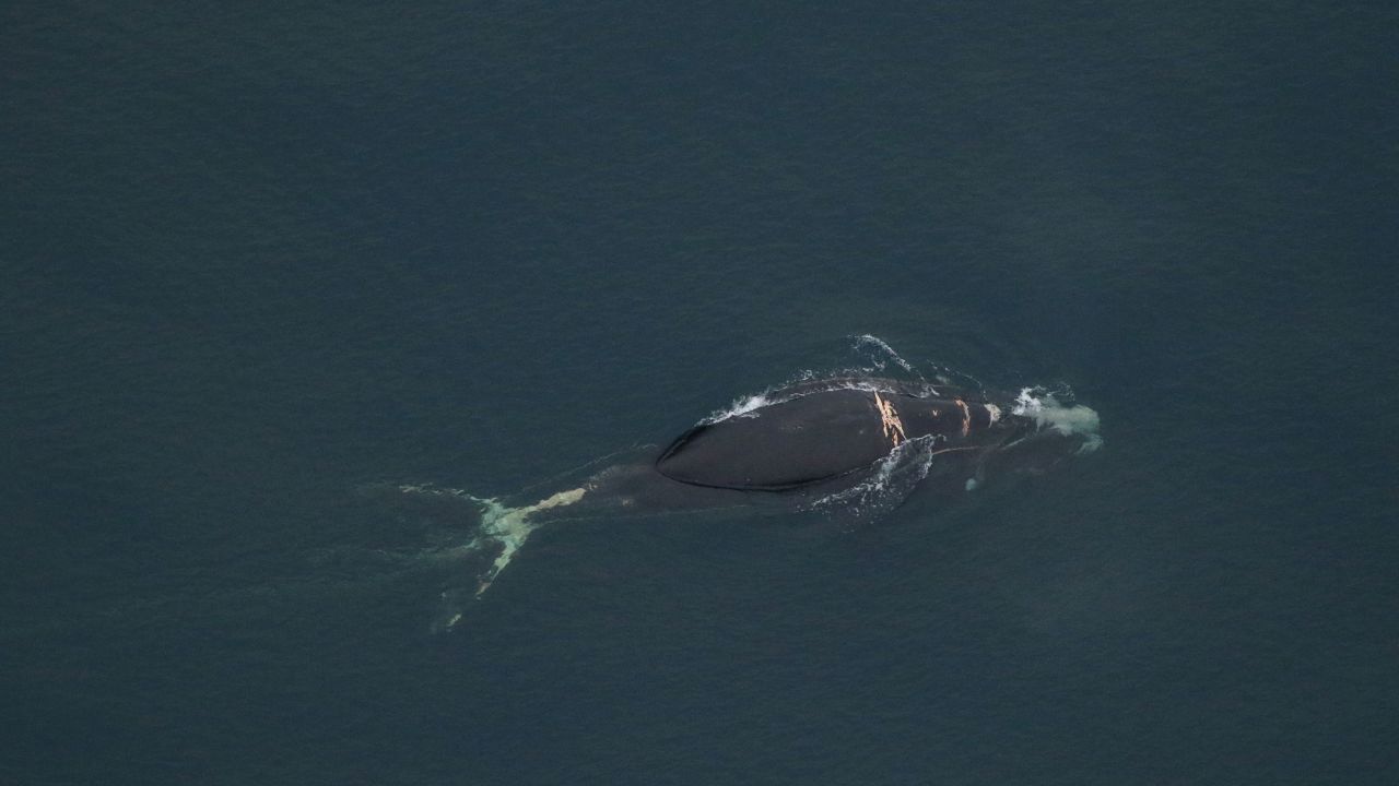Scientists spotted North Atlantic right whale No. 4904 off the coast of North Carolina during an aerial survey January 8.