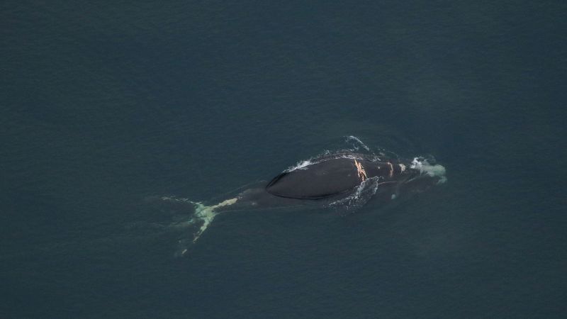 A whale belonging to one of the rarest species is ‘likely to die,’ after entanglement, NOAA says | CNN