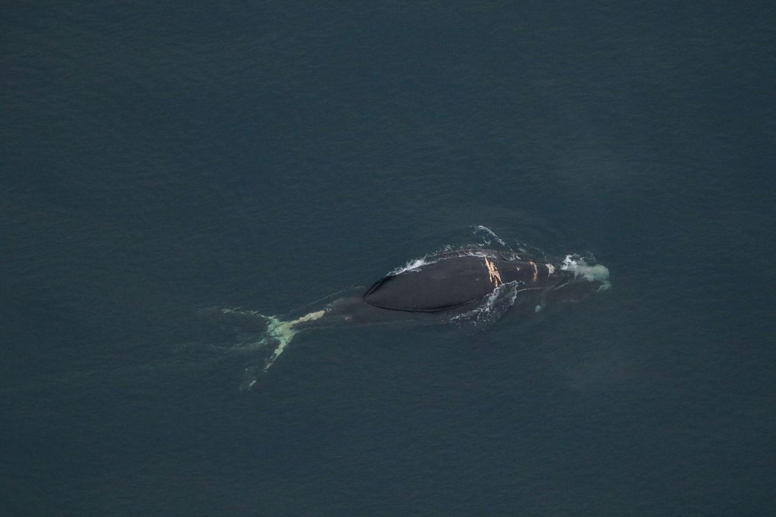 Scientists spotted North Atlantic right whale No. 4904 off the coast of North Carolina during an aerial survey January 8.