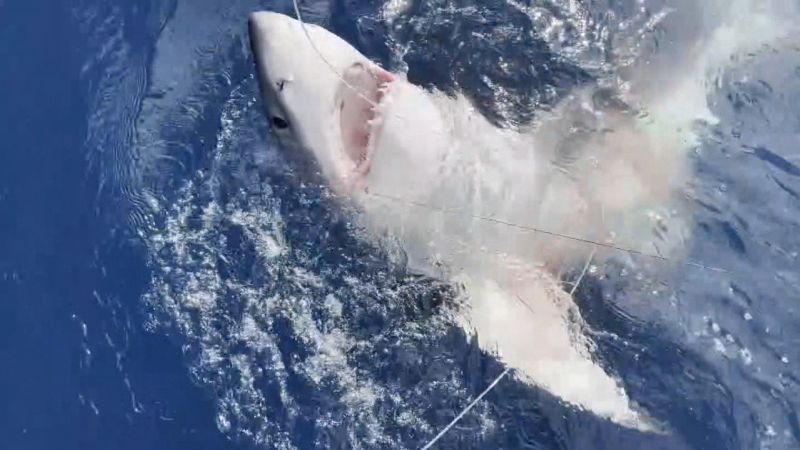 Video: Florida boy catches great white shark on fishing trip | CNN