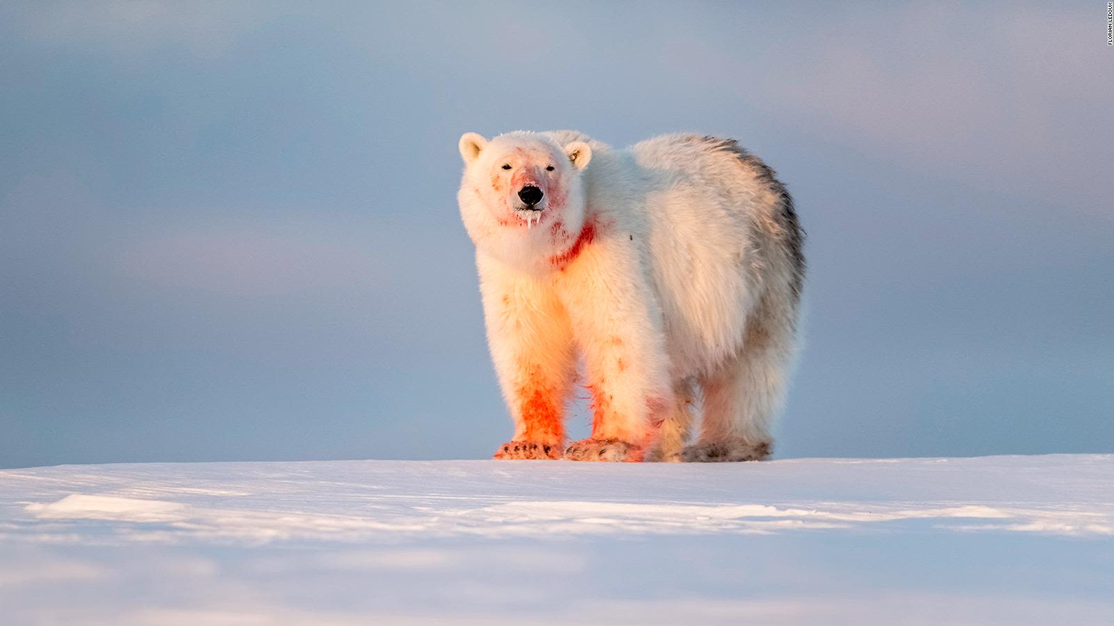 Scientists say they've found a direct link between planet-warming pollution  and polar bear survival