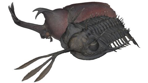Walliserops may have used the trident to fight each other, the earliest known evidence of sexual combat.