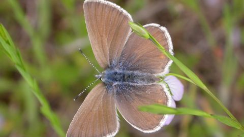 A female Fender's blue butterfly. The species was reclassified from "endangered" to "threatened" by the US Fish and Wildlife Service.