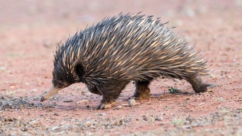 The short-beaked echidna is native to Australia.  