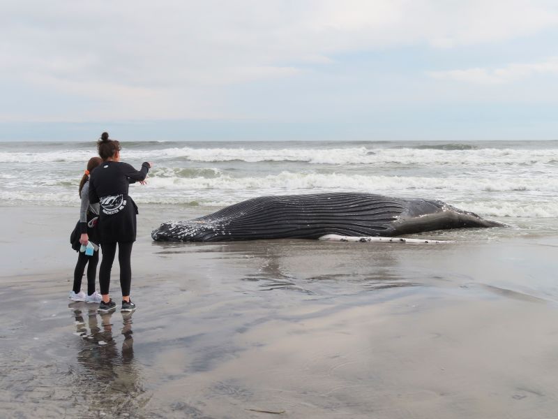 What's killing whales off the Northeast coast? It's not wind farm