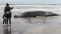 The body of a humpack whale lies on a beach in Brigantine N.J., after it washed ashore on Friday, Jan. 13, 2023. It was the seventh dead whale to wash ashore in New Jersey and New York in little over a month, prompting calls for a temporary halt in offshore wind farm preparation on the ocean floor from lawmakers and environmental groups who suspect the work might have something to do with the deaths. (AP Photo/Wayne Parry)