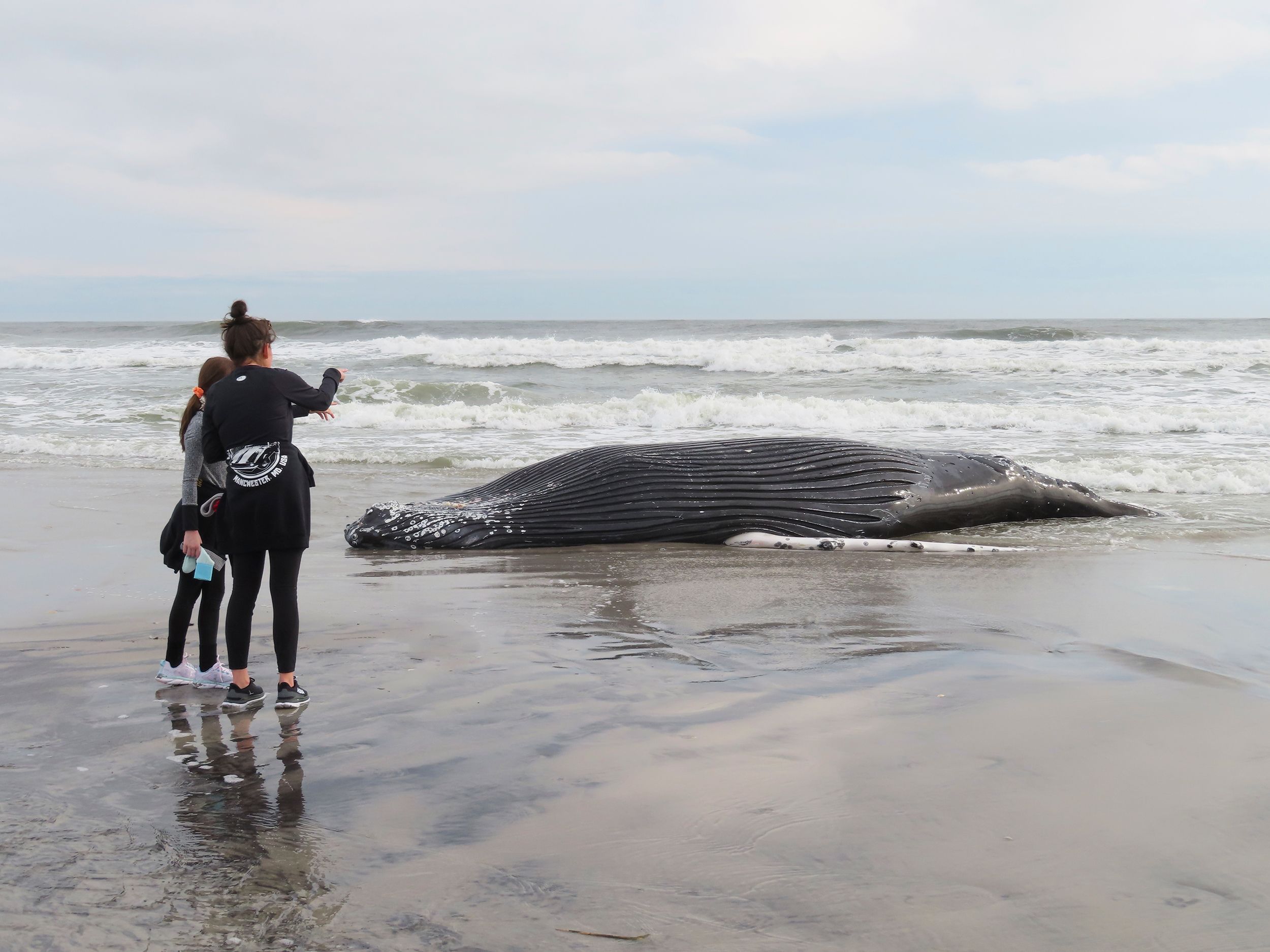 What's killing whales off the Northeast coast? It's not wind farm projects,  experts say