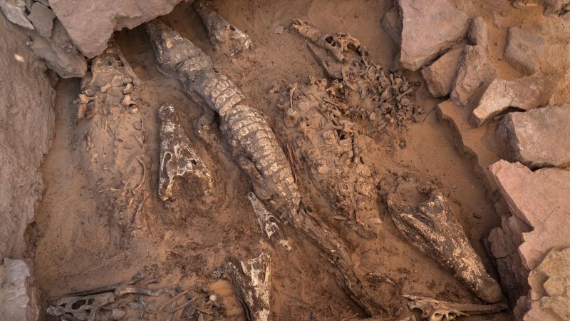See 2,000-year-old mummified crocodiles found in Egyptian tomb