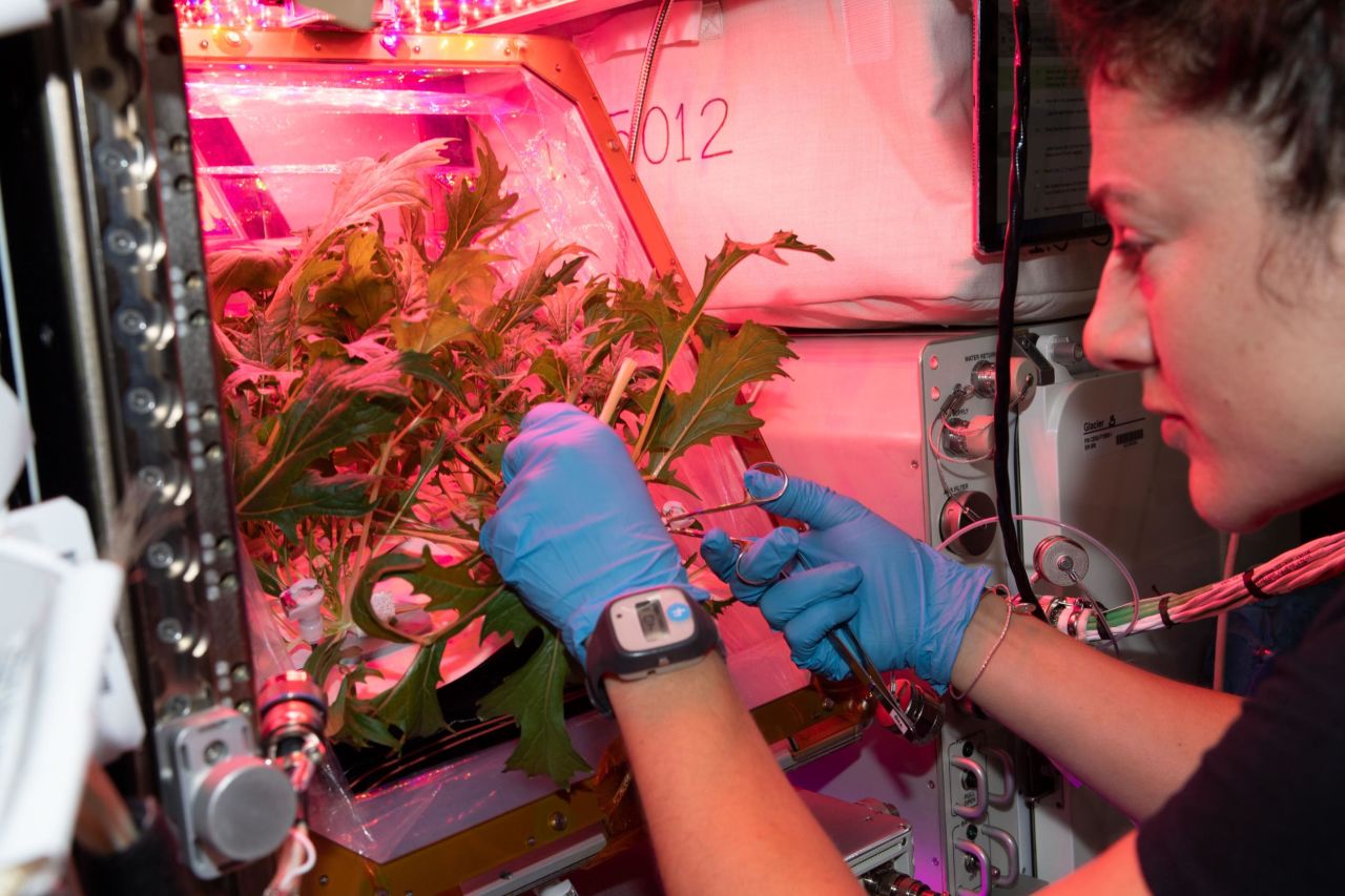 Astronauts have succeeded in growing small crops of leafy greens in a nutrient-rich substrate inside sealed chambers, using artificial lights. Pictured here, astronaut Jessica Meir cuts leaves from plants grown in microgravity.