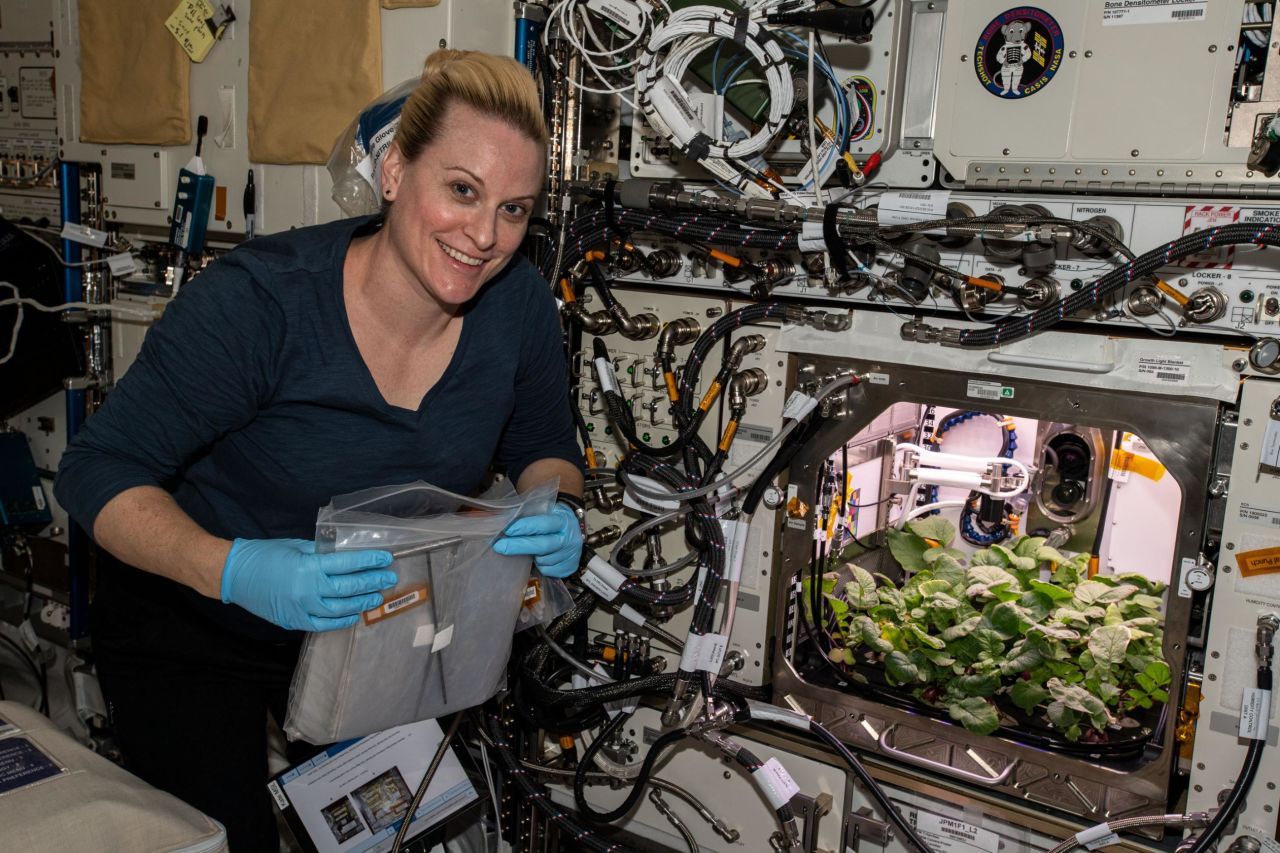 Pictured, NASA astronaut and flight engineer Kate Rubins checks out radish plants growing on the space station.