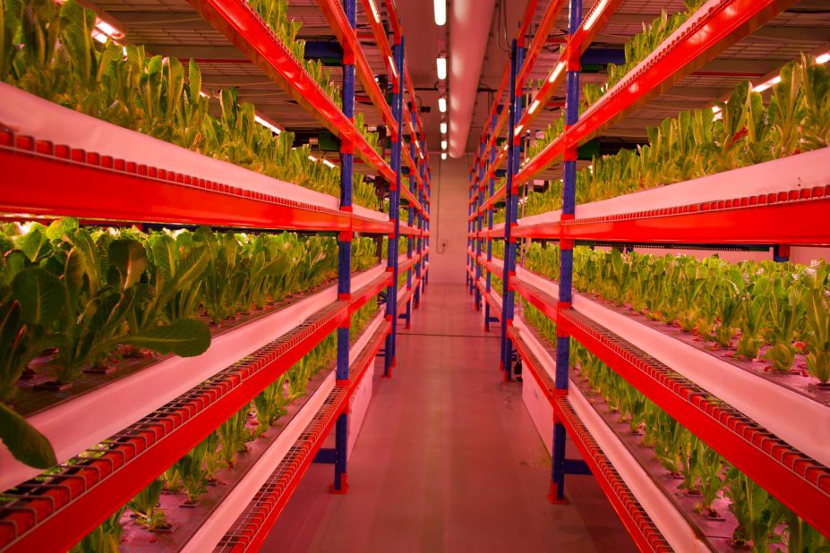 This Crop One facility in Dubai is the world's largest vertical farming operation, and showcases how the technique can allow for efficient crop growth in limited space.