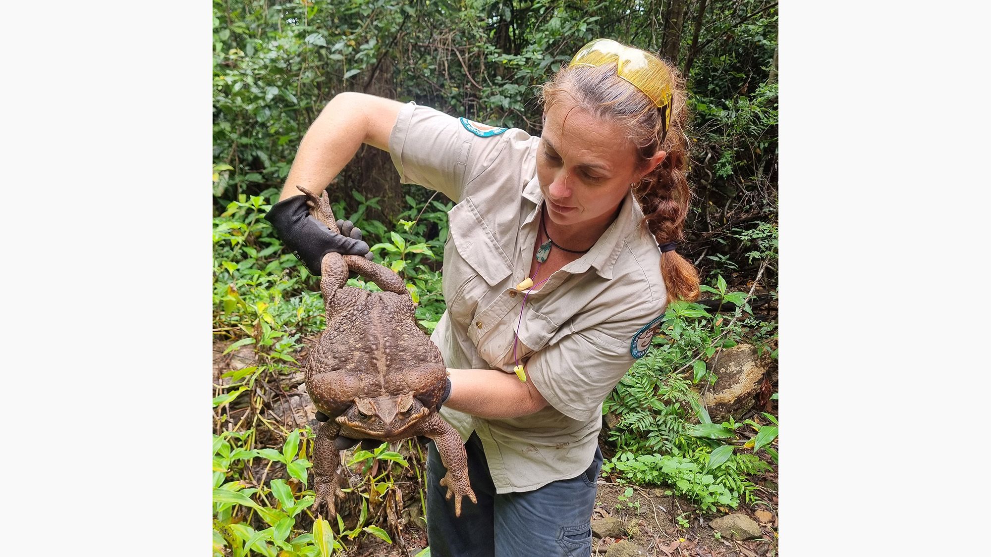 Cane toads: This warty, toxic pest threatens entire ecosystems. These  scientists have a secret weapon