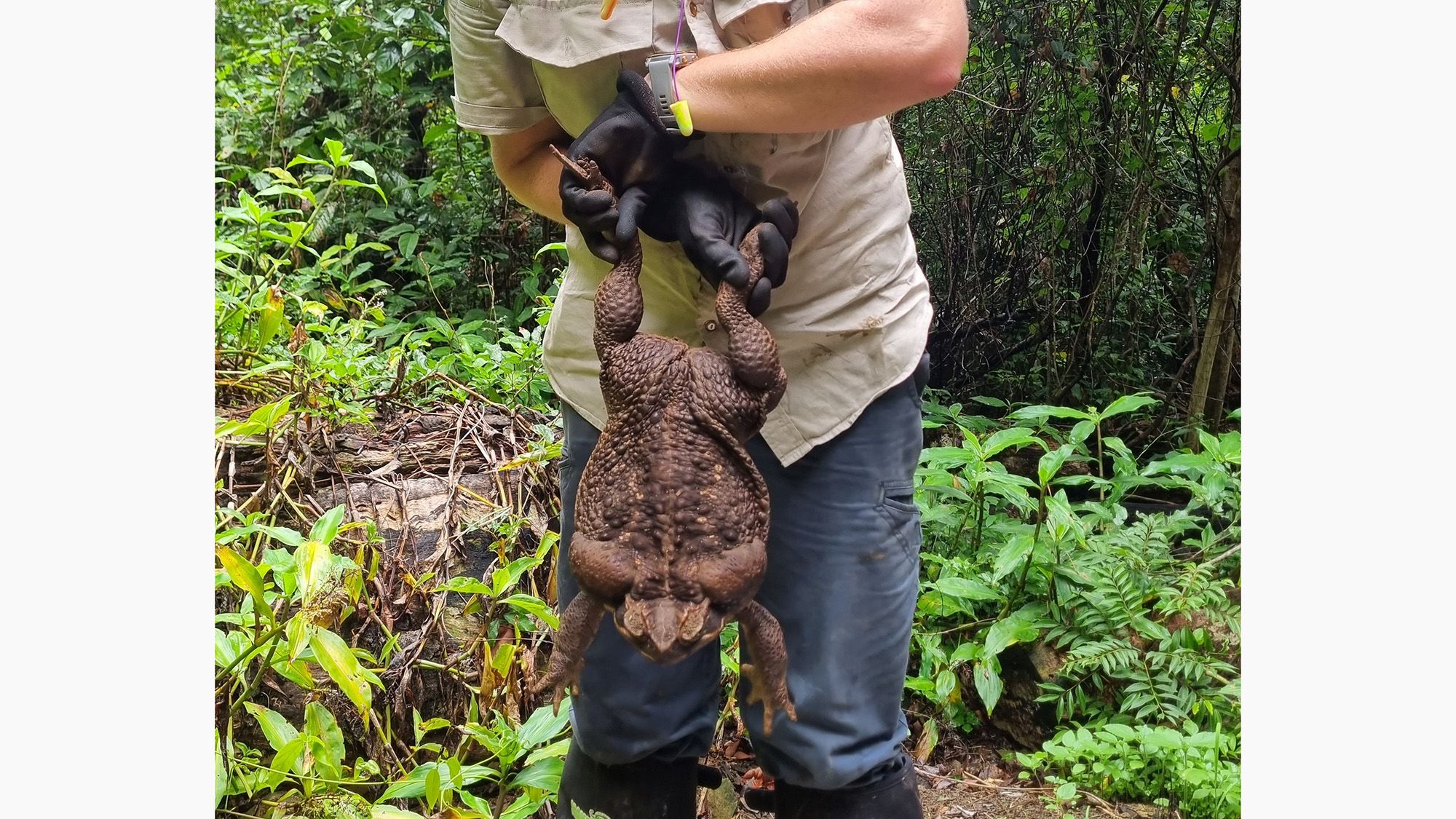 Giant cane toad discovered in Australia dubbed 'Toadzilla