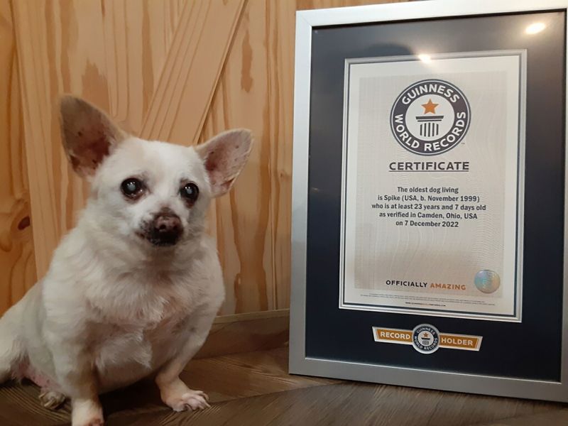 Meet Spike Officially The World S Oldest Living Dog CNN   230120105446 01 Spike Oldest Dog 