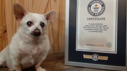 Spike has been the world's oldest dog since December 7, 2022. 