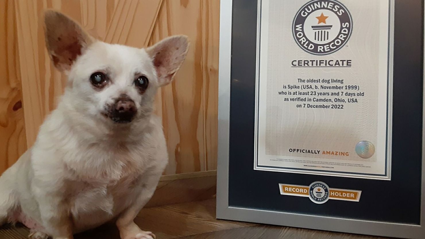 Spike has been officially the world's oldest dog since December 7, 2022. 