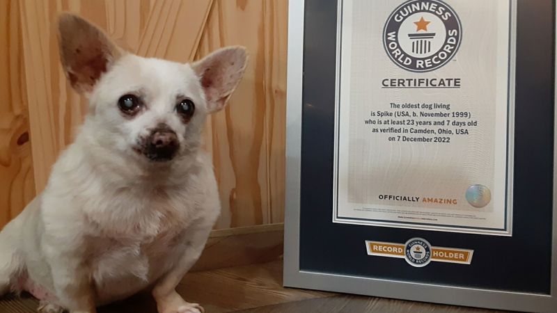 Meet Spike, officially the world’s oldest living dog | CNN