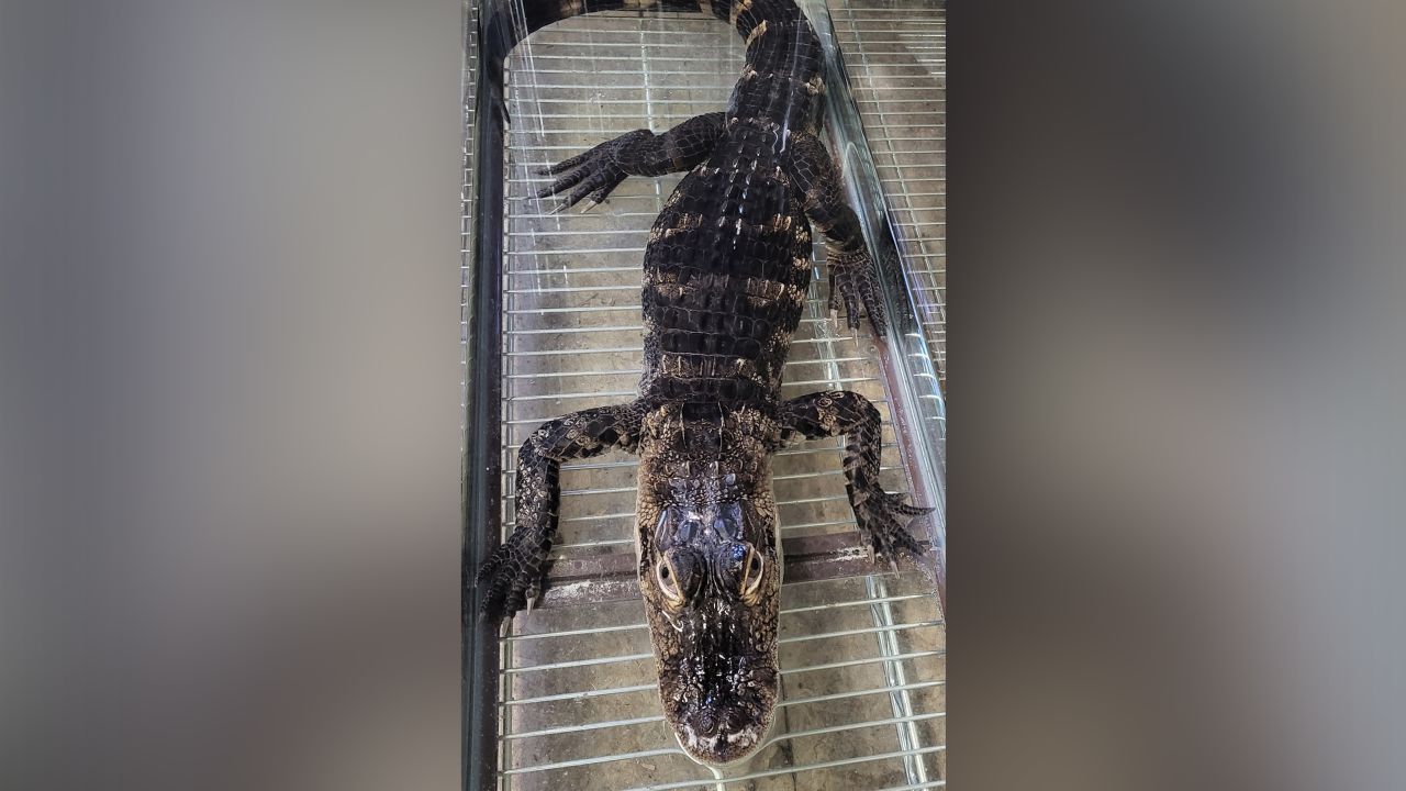 The juvenile alligator was found apparently abandoned in a plastic container in Neptune, New Jersey.