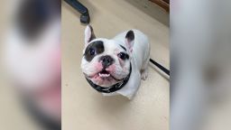 Ralphie, a French bulldog described as a "whole jerk" by the Niagara SPCA, has been placed in his fourth home with a "perfect adopter."