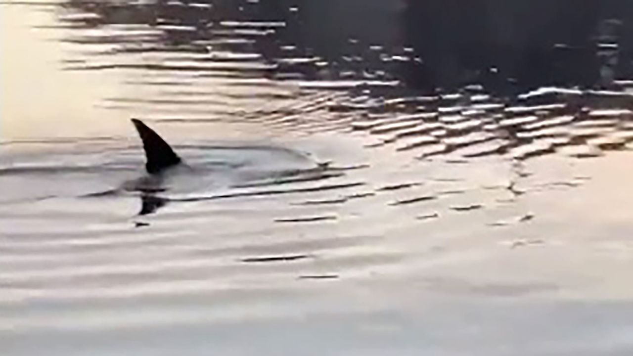 A bystander captured video of dolphins in the Bronx River this week, the first time the animals have been seen in the river since 2017.