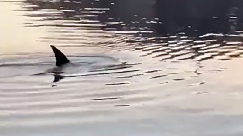 Dolphins make a splash in New York City’s Bronx River | CNN