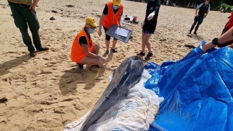 Two popular Sydney beaches were closed Saturday after swimmers witnessed several bull sharks attacking a dolphin, according to Surf Life Saving New South Wales.