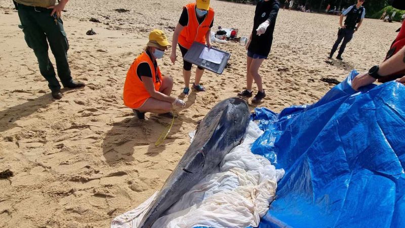 Two Sydney beaches close, Ironman event abandoned after bull sharks maul dolphin