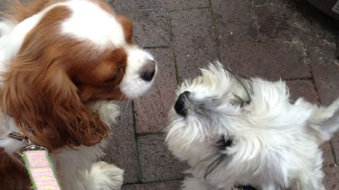 Dogs Scarlett O'Hara, on the left, and Deniro, on the right, became fast friends too.