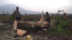 virunga national park deforestation 1