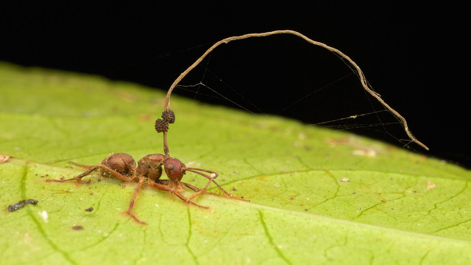 Zombie apocalypse: Fungus creating havoc in The Last of Us exists in real