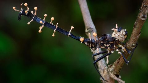 Гъбите от групата Ophiocordyceps, включително Ophiocordyceps odonatae, тази, която зарази водното конче, изобразено тук, всяка обикновено плячка на определено насекомо.