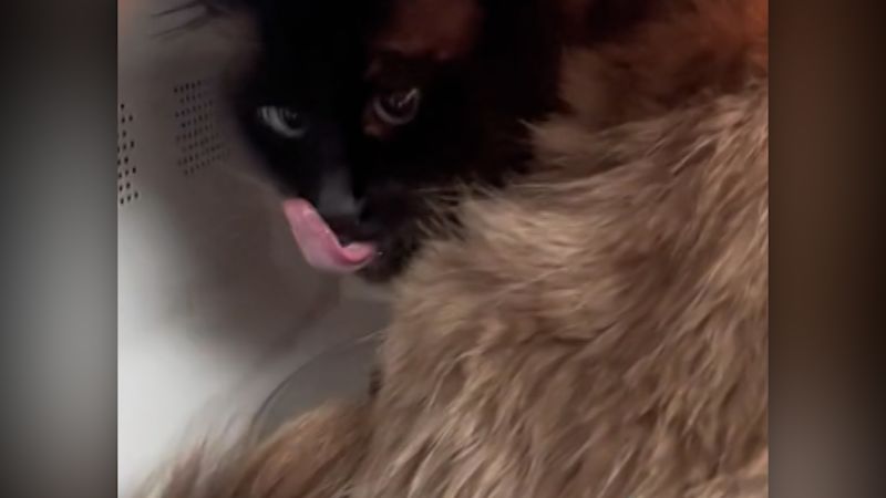 Pizza loving cat s microwave obsession goes viral