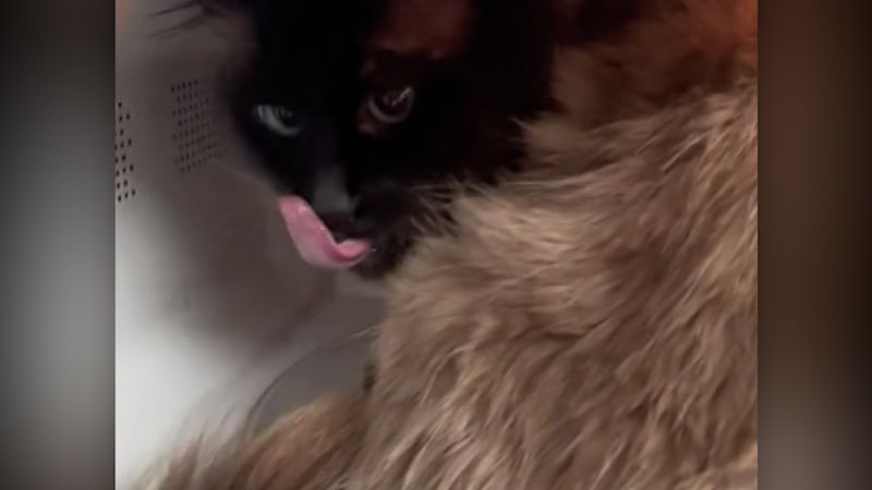 Pizza-loving cat’s microwave obsession goes viral | CNN