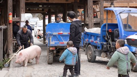 A villager drags a pig through the streets at the entrance of Dali Village.