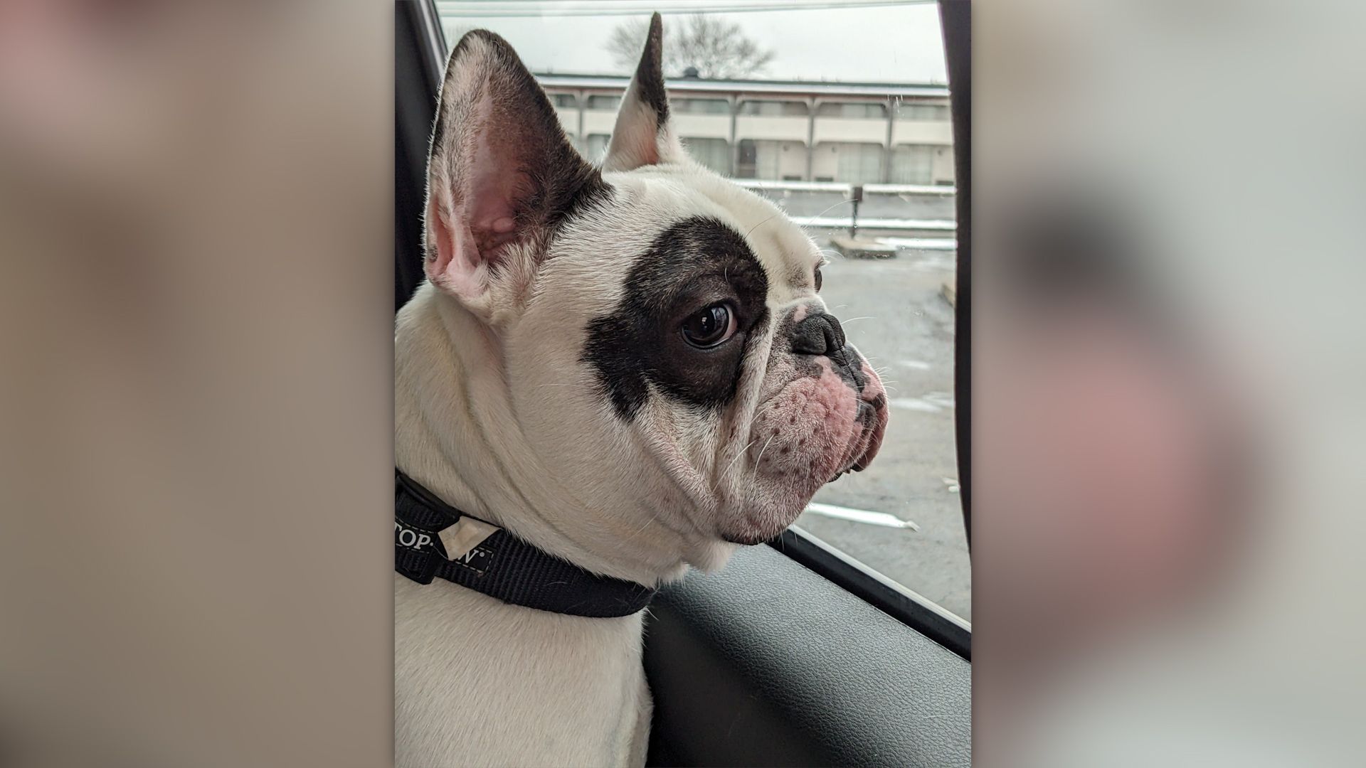 NFL history is made by a French bulldog named Zoë