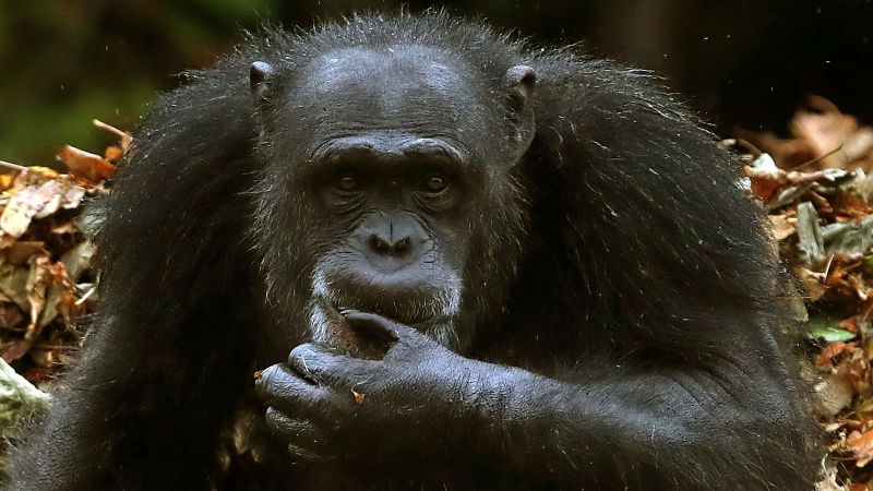 Humans can understand apes sign language, study finds photo picture
