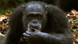 Chimp sign language. Embargoed to 0001 Wednesday February 13 File photo dated 08/10/18 of a chimp, as research has shown that their sign language apes the way humans communicate. Issue date: Wednesday February 13, 2019. Scientists have learned the primates employ gestures that follow some of the same rules intrinsic to human language. Experts made the discovery after studying videos of wild chimps living in Uganda's Budongo Forest Reserve. See PA story SCIENCE Chimps. Photo credit should read: Andrew Milligan/PA Wire URN:41170504 (Press Association via AP Images)