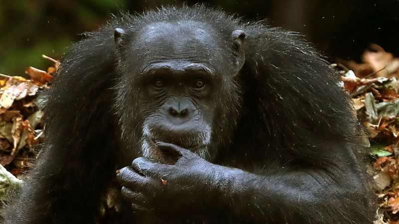 Humans can understand apes’ sign language, study finds